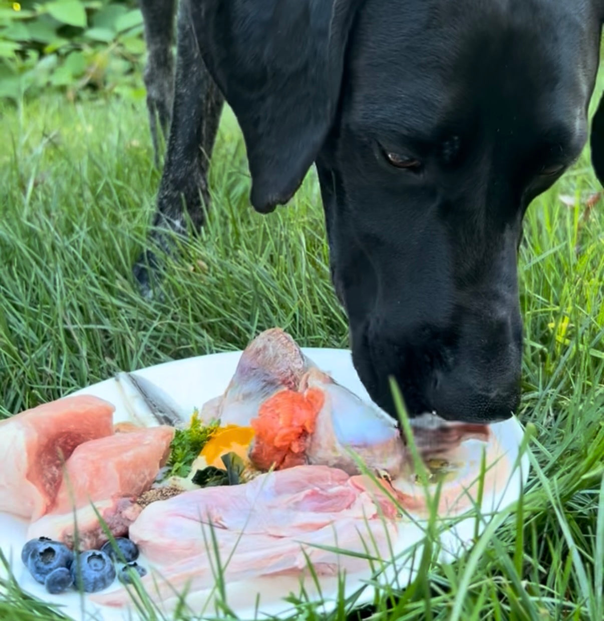 Why Feeding a Raw Dog Food Diet Can Be Intimidating — And How to Do It Right