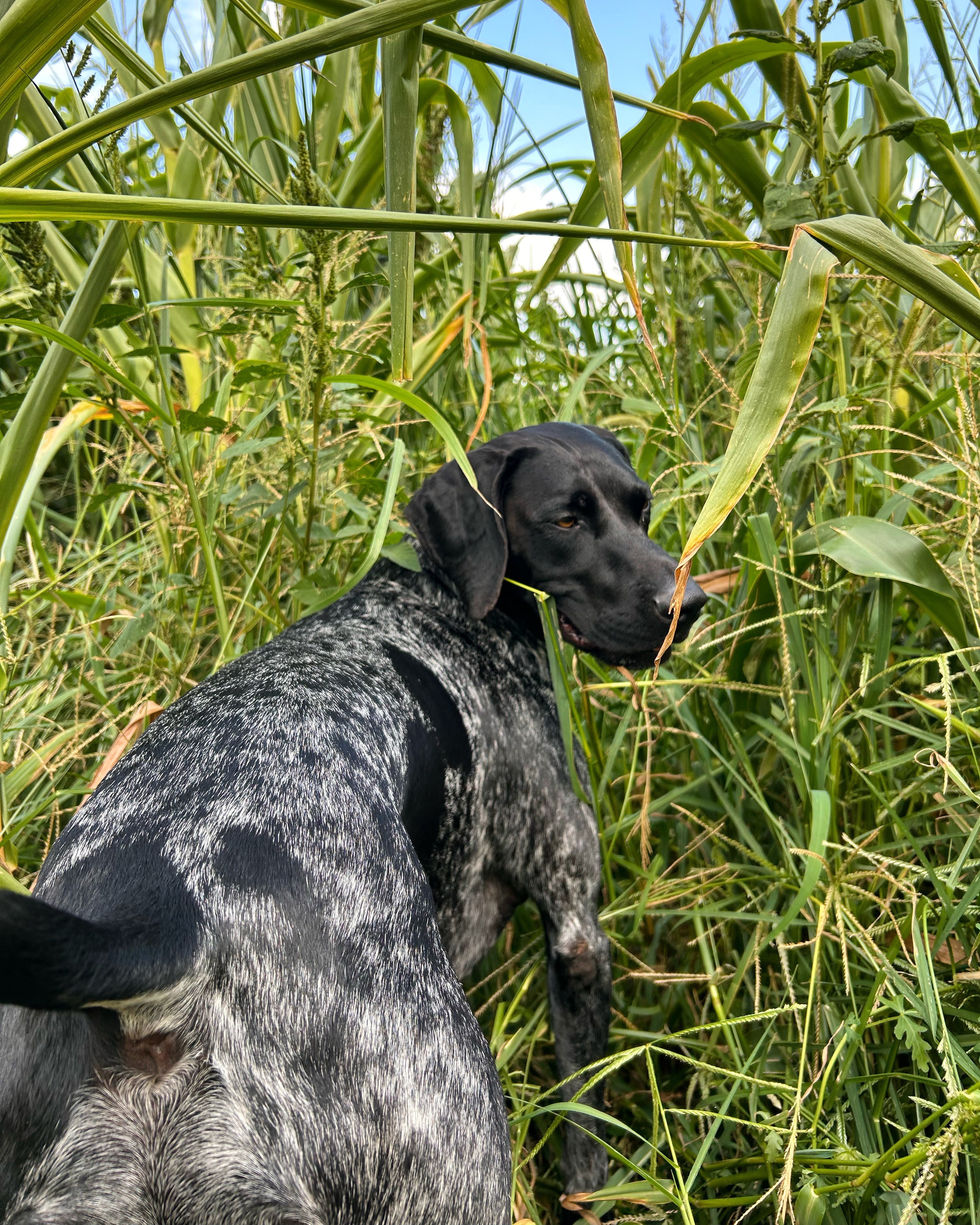 Raw Dog Food Diets: Why Dogs Eat Grass or Dirt